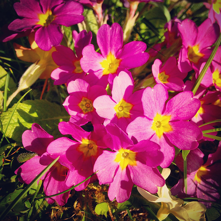 flowers, spring, pink, garden