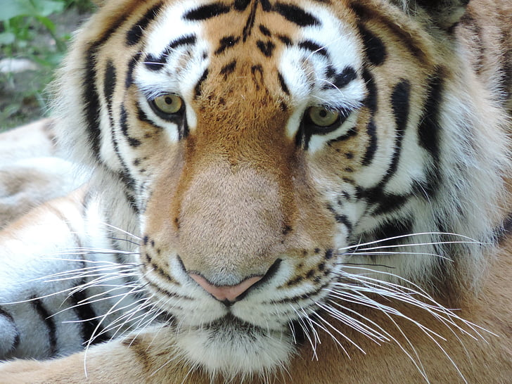 tiger, cat, zoo, wildcat, dangerous, close