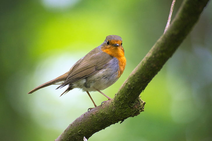 Robin, paukštis, sodas, liepsnelė), uždaryti, mažas paukštis, mažas
