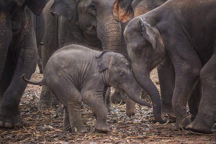 Baby elefánt, elefánt, Srí lanka, Ormány, állatkert, védelme, család