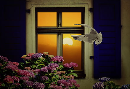 window, sun, still life, decorative, hydrangea, seagull, sunlight