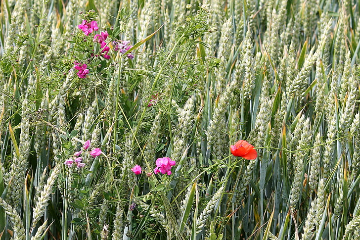 cereals, wheat field, vetches, poppy, cornfield