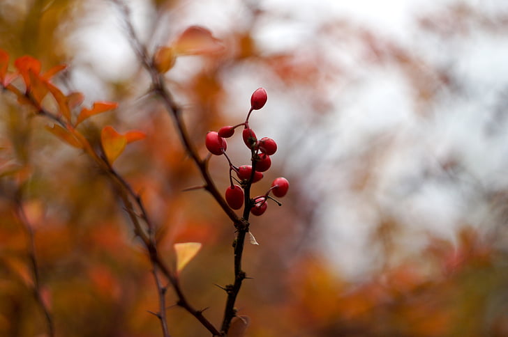 autunno, fogliame, ramo, Erica