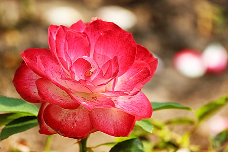Rosa, vermell blanc, flor, flor, floribunda, jardí, l'estiu