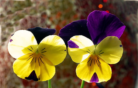 400-500, pavasarį, uždaryti, dviejų spalvų, geltona, gėlės, Gamta