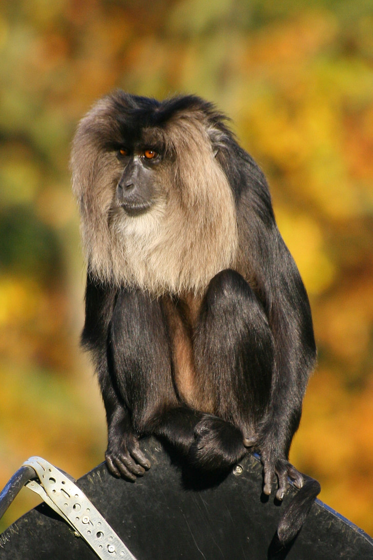 Monkey, Lion tailed makak, däggdjur, sitter, primater, vilda djur, skägg