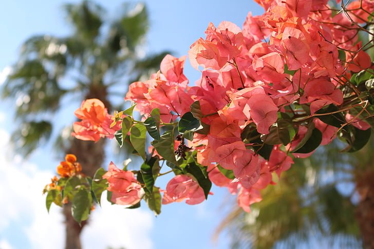 Bougainvillea, cvetje, sredozemski, Mallorca, rdeča, narave, drevo