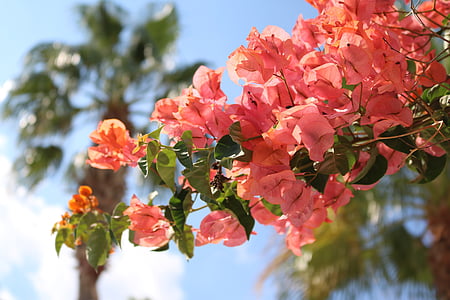 Bougainvillea, blommor, Medelhavet, Mallorca, röd, naturen, träd