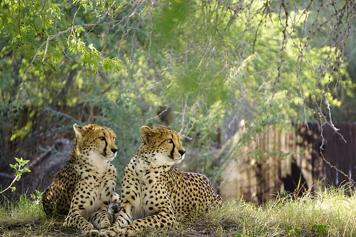 Cheetah, natuur, dieren in het wild, kat, snel, Afrika, undomesticated kat