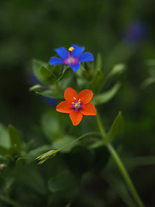 modrá pimpernel, kvet, kvet, kvet, modrá, dažďová kvapka, anagallis foemina