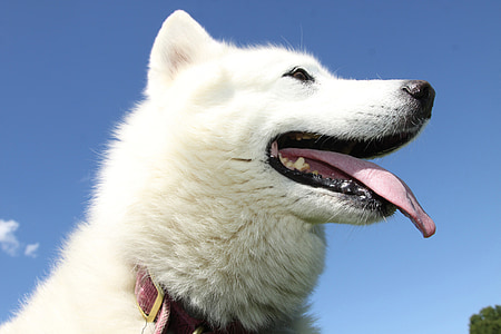 σκύλος, λευκό, το καλοκαίρι, σε εξωτερικούς χώρους, ευτυχία