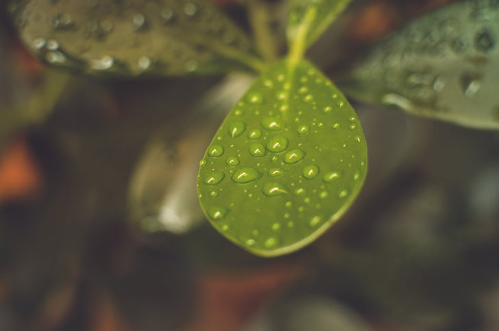 nature, agriculture, plant, leaf, dew, rain, raindrops