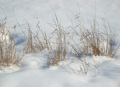 hó, fű, táj, téli, a mező, természet, hideg
