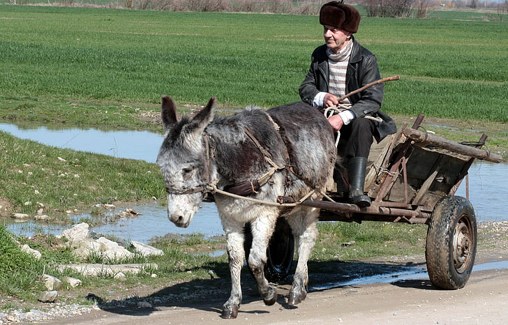 donkey, cart, t, man, water, rural, poor