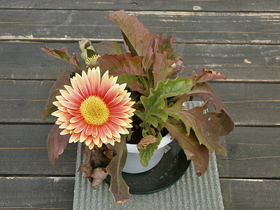 Gerbera, Pavasario gėlės, Augantys vazoniniai augalai
