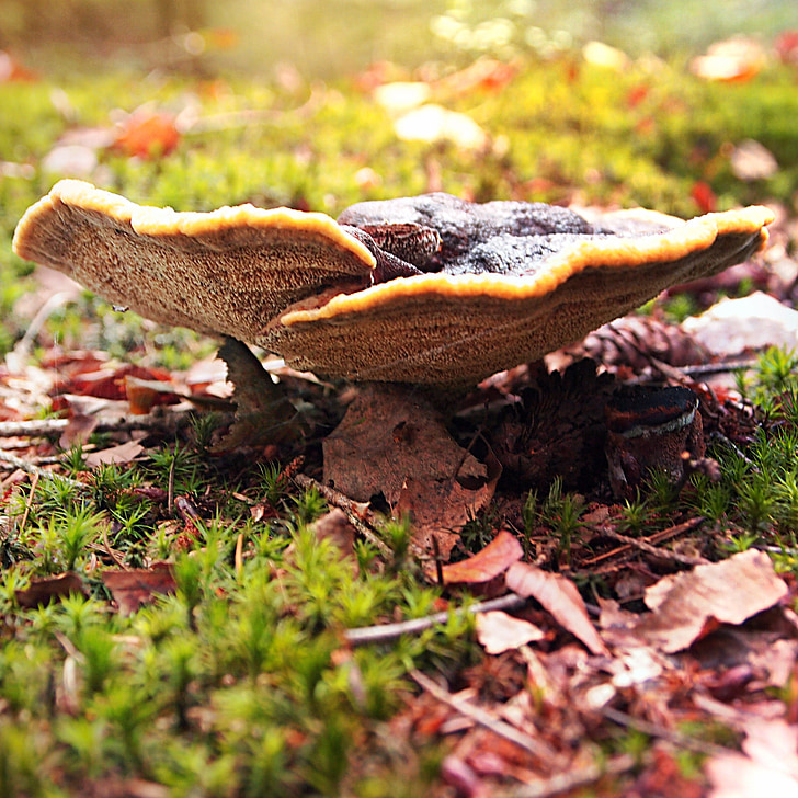 mushroom, grass, leaves, autumn, landscape, garden, season