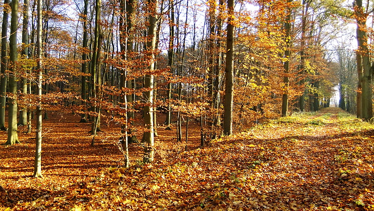 ősz, Woodland, természetes, erdőben, erdő, levél, természet