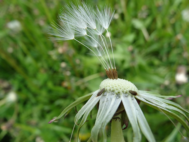 Löwenzahn, Taraxacum officinale, Blume, Wiese, Grass, Sommer, Natur