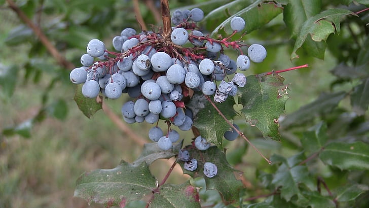 Mavi berry, vahşi bitkiler, Langley, Kanada