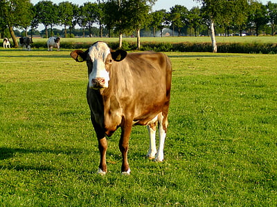 karvė, žemės ūkis, ganyklos