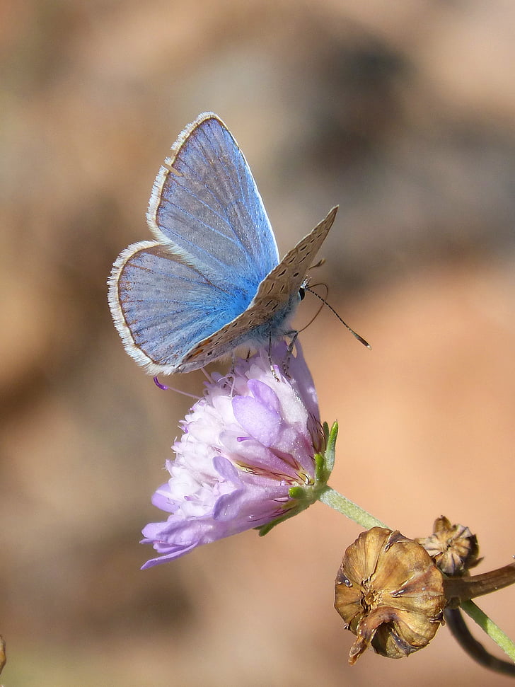 motýl, Polyommatus icarus, modrý motýl, LIBAR, Wild flower, blaveta obec, hmyz