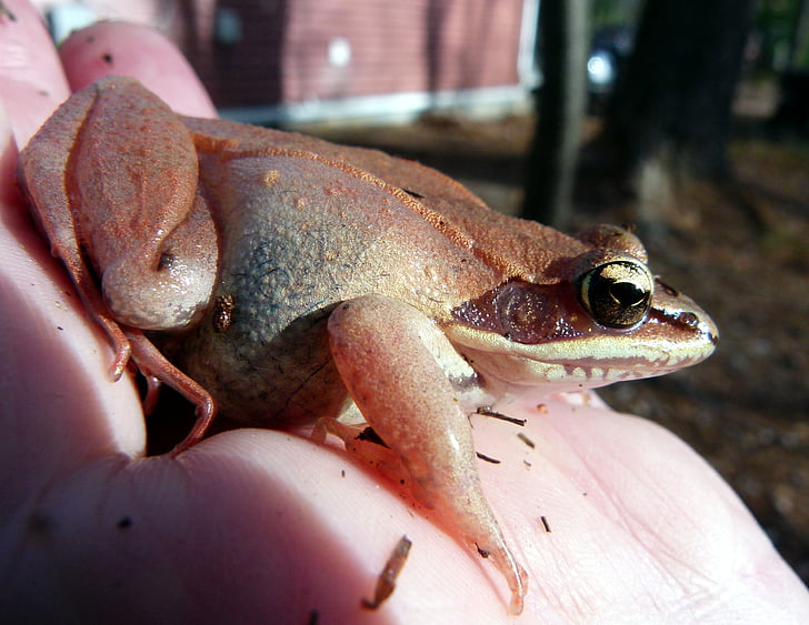 frog, wood frog, pink, amphibian, wildlife, biology