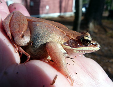 жаба, жаби дерева, рожевий, земноводні, дикої природи, біологія