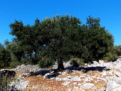 island of rab, olive tree, olivier, tree, holiday, island, periwinkle