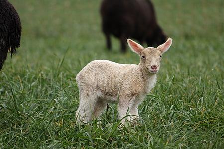 ζώο, πρόβατα, s, κεφάλι, τα αρνιά, ζώα, Ιρλανδία