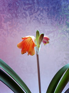 Amaryllis, flor, flor, planta Amaryllis, inflorescència, planta, botànica