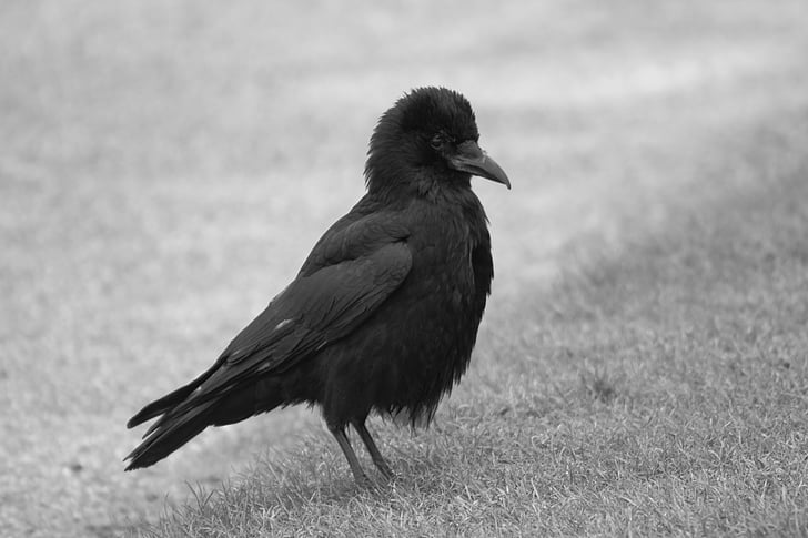 beak, bird, black-and-white, crow, feathers