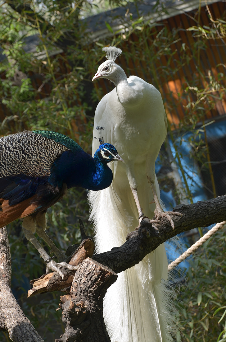Peacock, Làm đẹp, động vật, trắng, trắng con công, Các loài chim khác thường