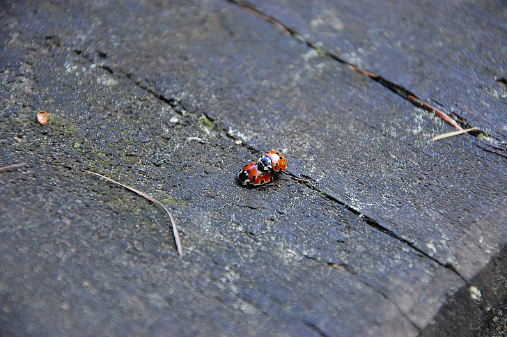 ladybug, ladybugs, nature