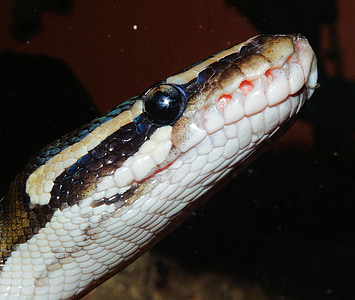 kígyó, Python, Ball python, constrictor, állat, skála, szépség