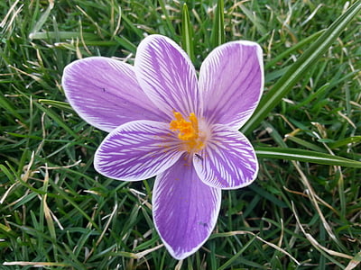crocus, spring, flowers, bloom, blossom, purple, grass