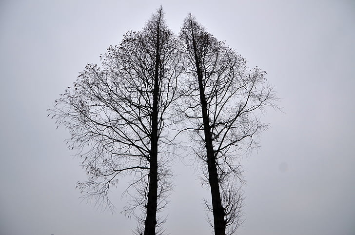 black, fired, simple, tree, white, bare tree, winter