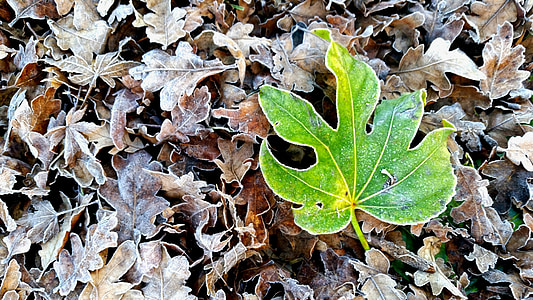 zimné, listy, Sezóna, Leaf, za studena