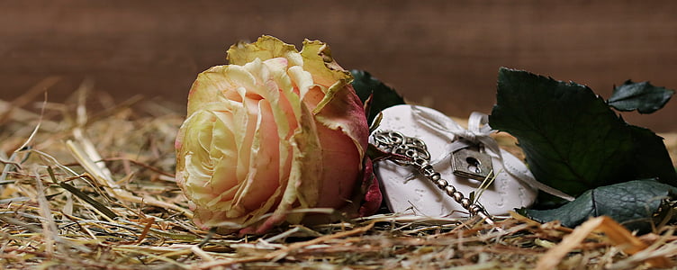 Rožė, floribunda, žiedų, žydėti, rožės žydi, Romantiškas, suklestėjo