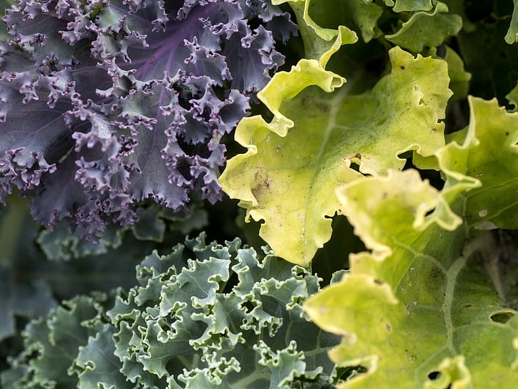 verdures, Kale, fulles, verdures d'hivern, krauskohl, fulla, natura