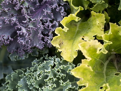 verdure, Kale, foglie, verdure invernali, krauskohl, foglia, natura