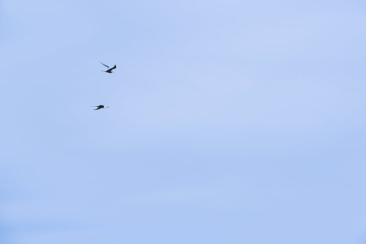 blue, sky, birds, flying, animals