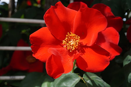 rose, garden, flower, nature, blossom, petal, red