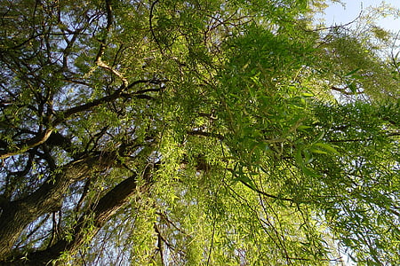 Weeping willow, padang rumput, baumm, pohon Willow, estetika, cabang, hijau
