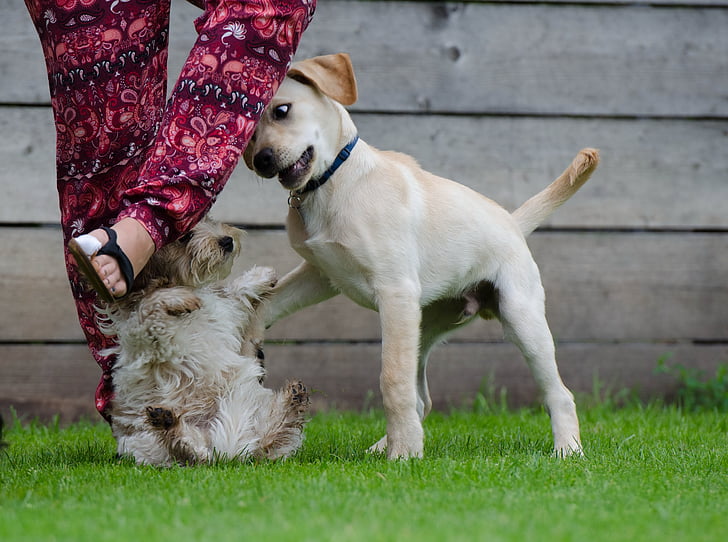 hranie psov, Labrador, šteňa hry, šteňa skupiny, veľký a malý