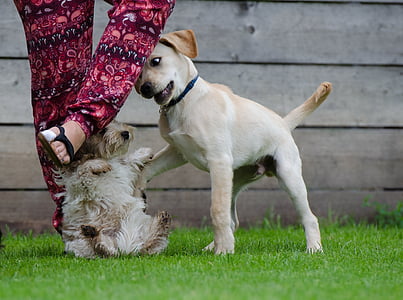 Köpekler iskambil, Labrador, köpek oyunları, köpek yavrusu grup, büyük ve küçük