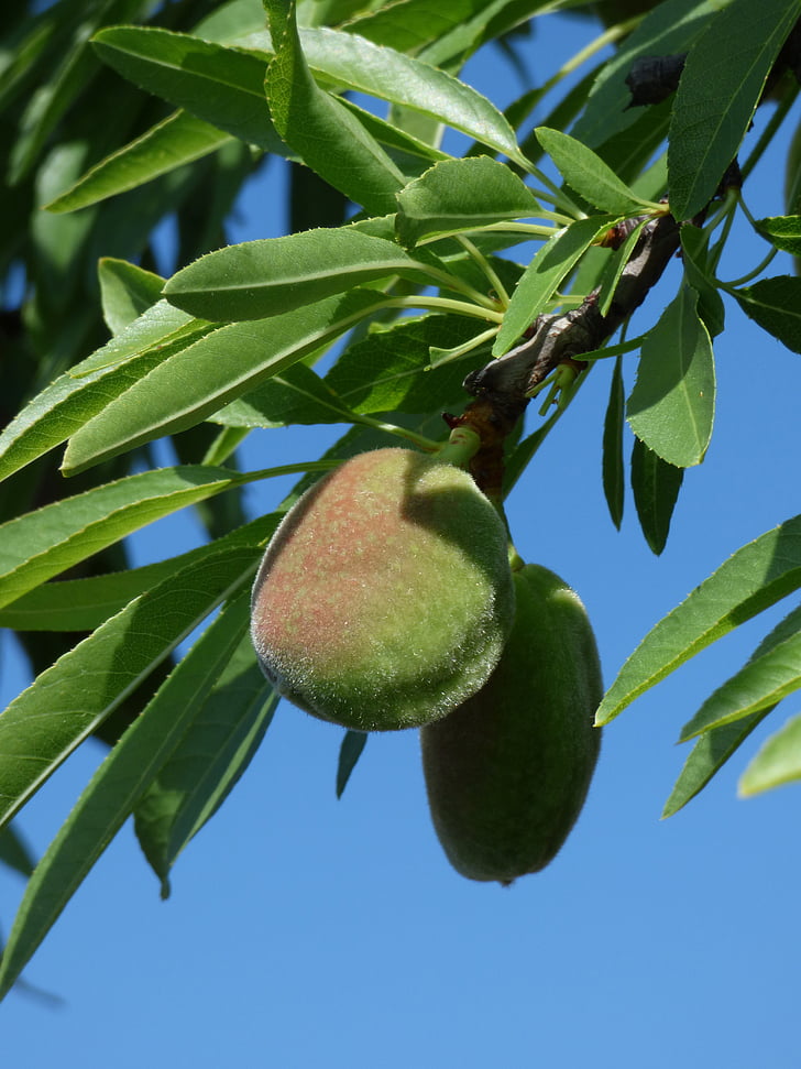 almond, almond tree, spring, leaves, sky, dried fruits