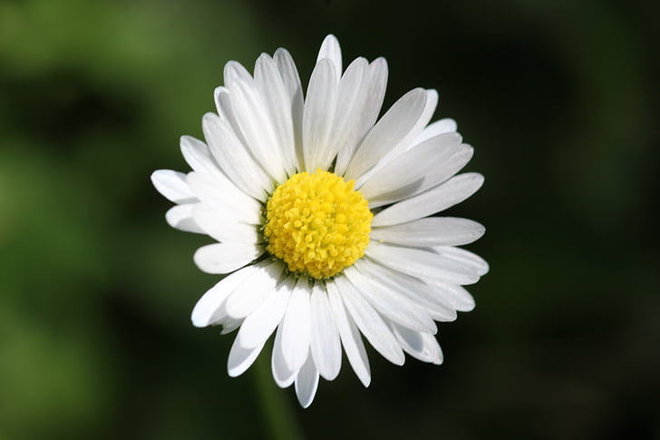 Margarida, flor, floral, primavera, macro, blanc, groc