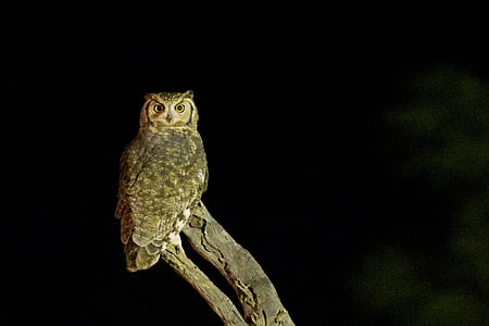 owl, bird, wildlife, night, brown, nocturnal, horned