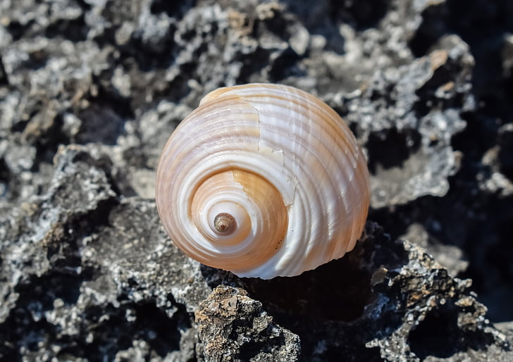 shell, strand, zomer, natuur, Seashell