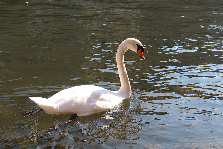 swan, bird, water, white, animal, water bird, feather
